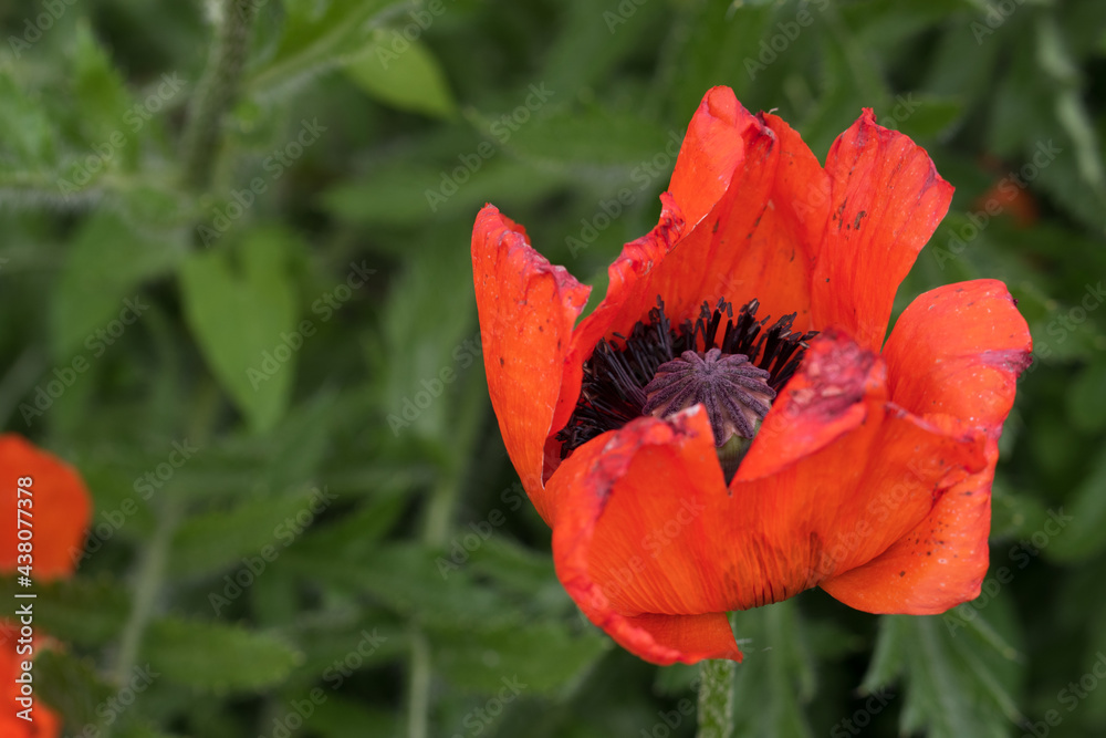 Türkische Mohn, Papaver orientale mit seinen wunderschönen, leuchtend