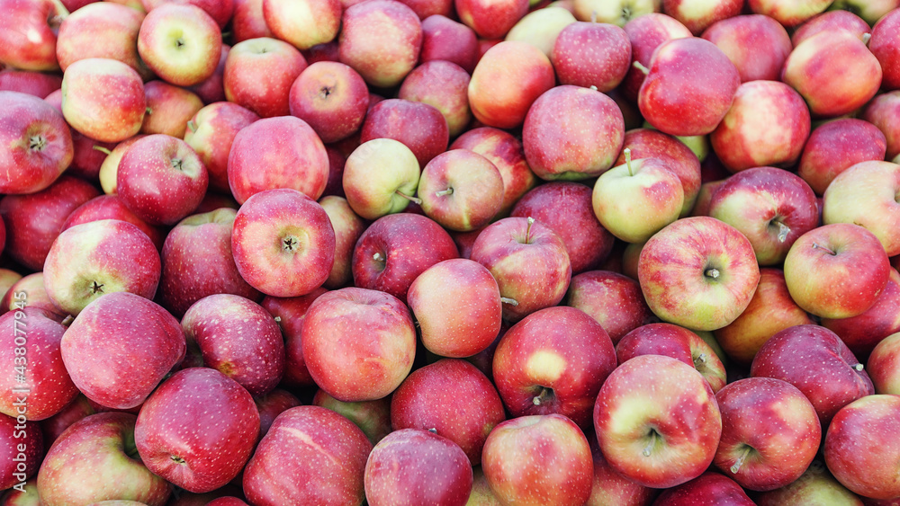 Collected from trees in large wooden pallet containers. Fruit harvest, farm business and juicy apples Collected from trees in large wooden pallet containers. Fruit harvest, farm business and juicy apples