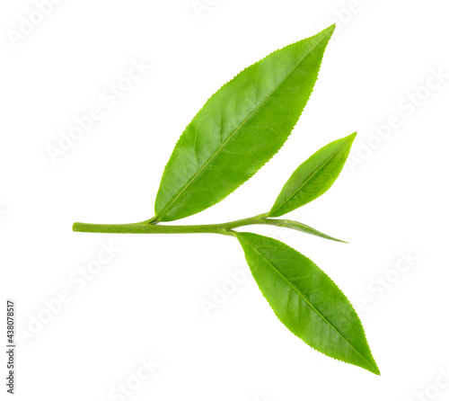 green tea leaf isolated on white background