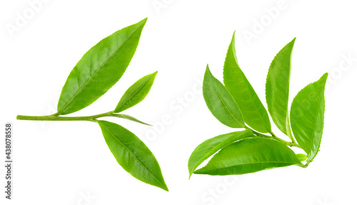 Green tea leaf isolated on white background