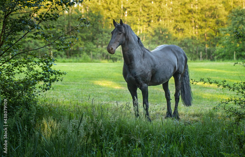 Horses running free in meadow in natural surroundings. Uffelte Drenthe Netherlands. Horses running free in meadow in natural surroundings. Uffelte Drenthe Netherlands.