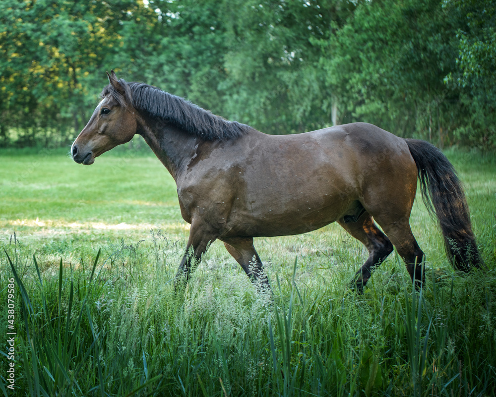 Horses running free in meadow in natural surroundings. Uffelte Drenthe Netherlands. Horses running free in meadow in natural surroundings. Uffelte Drenthe Netherlands.