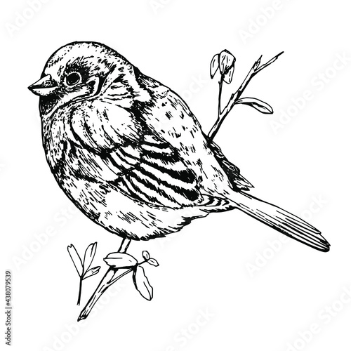 Sparrow. Black and white illustration of a small bird sitting on a tree branch. Hand drawn. Sketch, engraving. Isolated over white background. Fauna and animals.