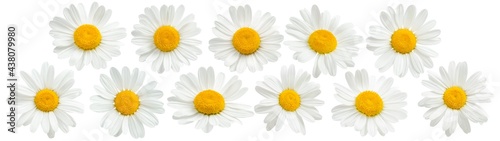 Chamomile flowers set isolated on white background
