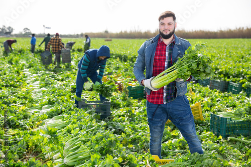 Confident bearded guy holding fresh green celery on farm field. Concept of rich harvest