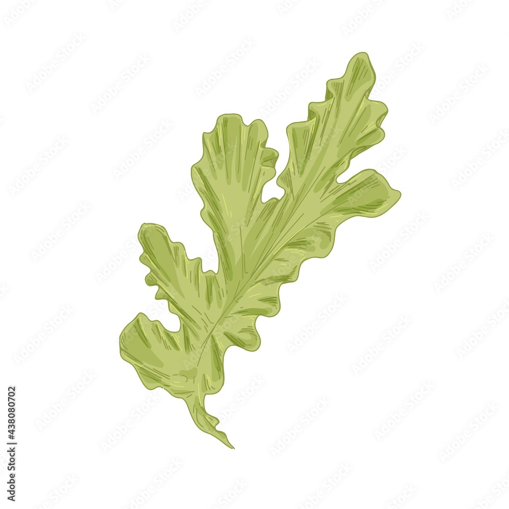 Leaf of sea lettuce or Ulva Lactuca algae. Green edible seaweed