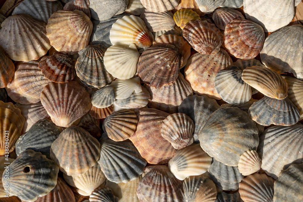 Summer background pattern from seashells. Shell close-up. Ocean coast. Seashells background. Summer background pattern from seashells. Shell close-up. Ocean coast. Seashells background.