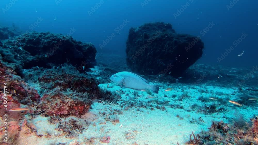 Big grouper fish - Deep scuba diving in Majorca - Underwater life Big grouper fish - Deep scuba diving in Majorca - Underwater life