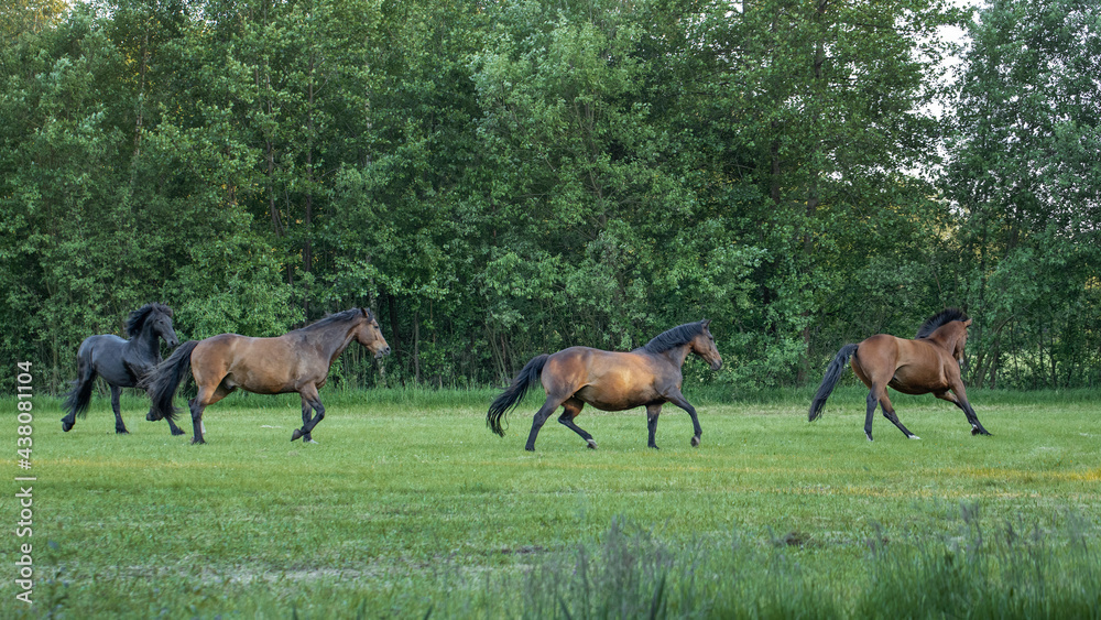 Horses galloping free in meadow in natural surroundings. Uffelte Drenthe Netherlands. Horses galloping free in meadow in natural surroundings. Uffelte Drenthe Netherlands.