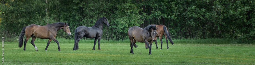 Horses running free in meadow in natural surroundings. Uffelte Drenthe Netherlands.