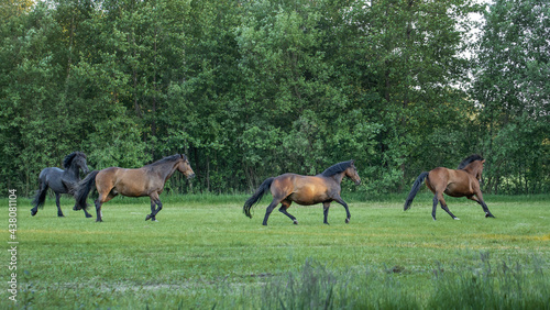 Horses galloping free in meadow in natural surroundings. Uffelte Drenthe Netherlands. © A