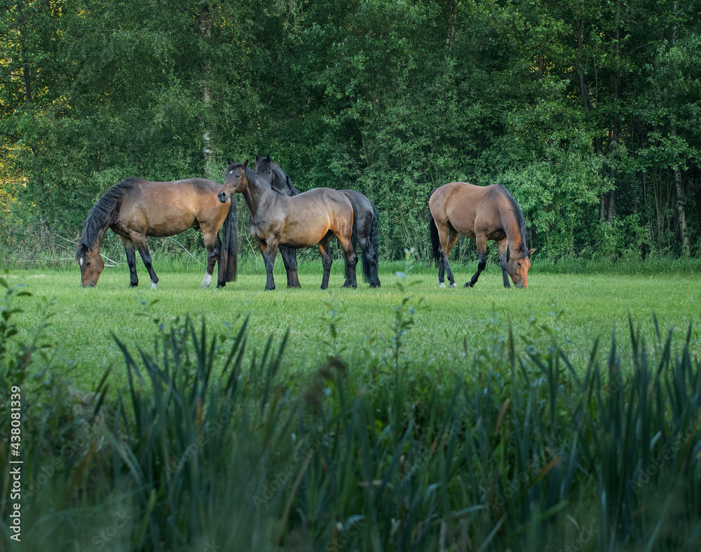 Horses grazing free in meadow in natural surroundings. Uffelte Drenthe Netherlands.