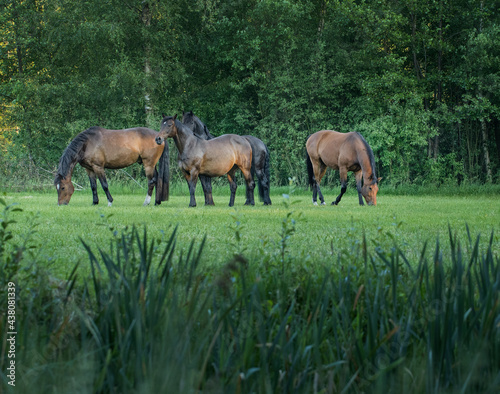 Horses grazing free in meadow in natural surroundings. Uffelte Drenthe Netherlands.