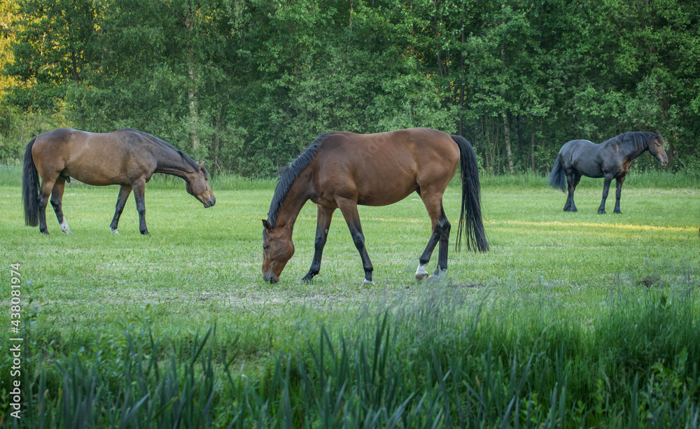 Horses grazing free in meadow in natural surroundings. Uffelte Drenthe Netherlands. Horses grazing free in meadow in natural surroundings. Uffelte Drenthe Netherlands.