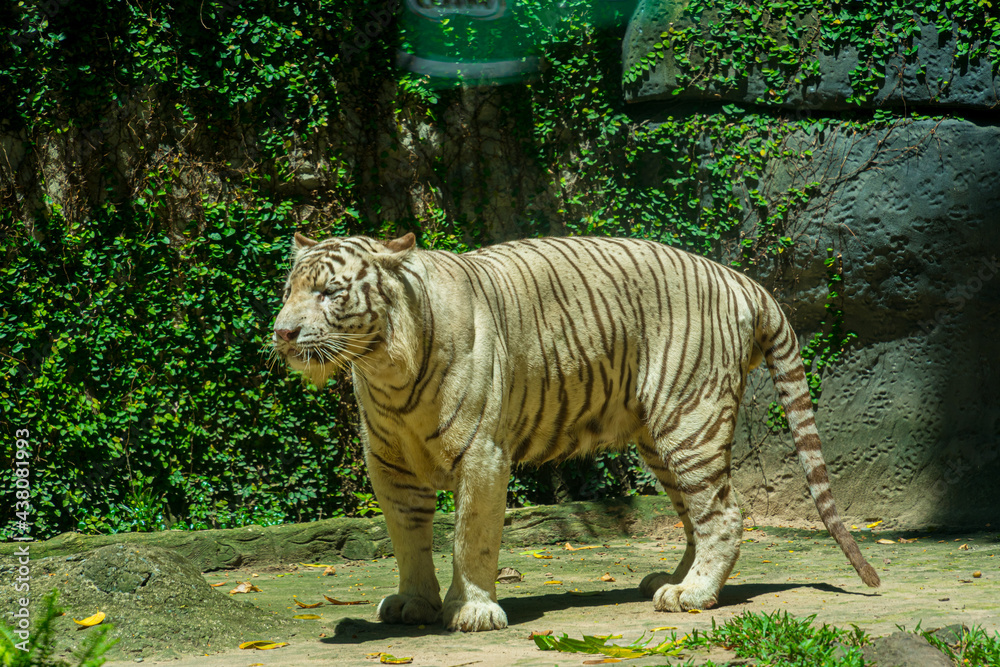 A White tiger resting side by side. White tiger or bleached tiger is a pigmentation variant of the Bengal tiger, which is reported in the wild from time to time. Selective focus.
