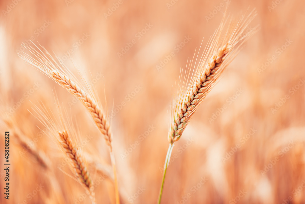 Ripe barley ears in field, selective focus Ripe barley ears in field, selective focus