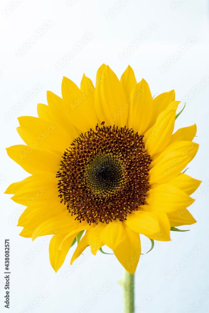Naklejka premium sunflower isolated on white
