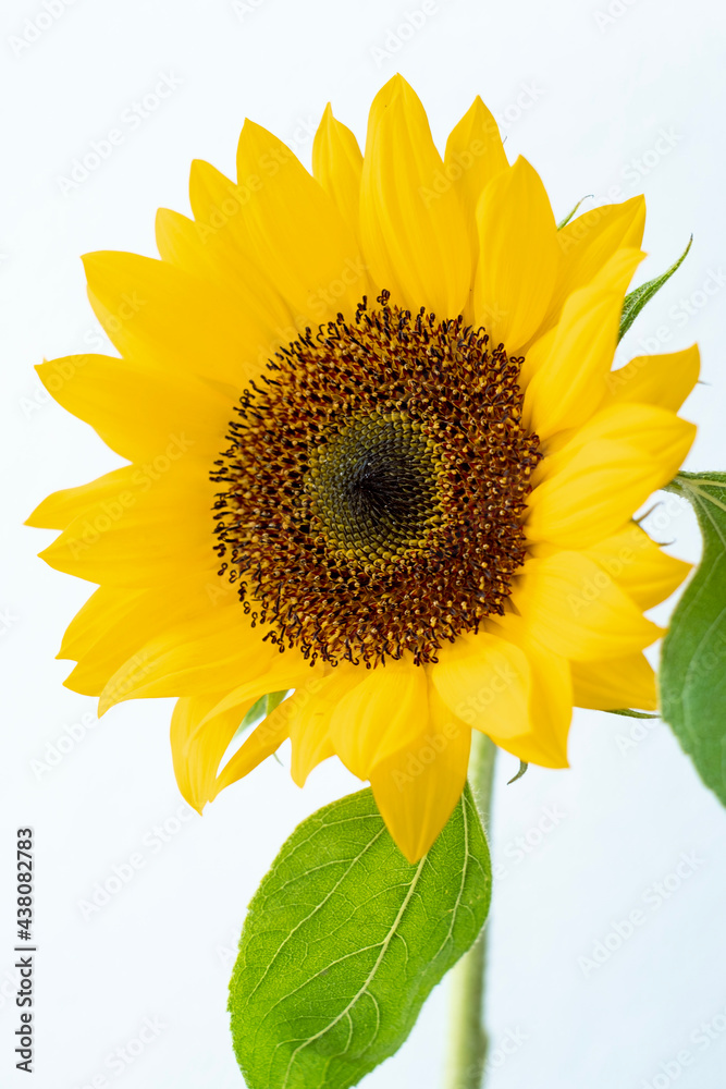 Obraz premium sunflower isolated on white