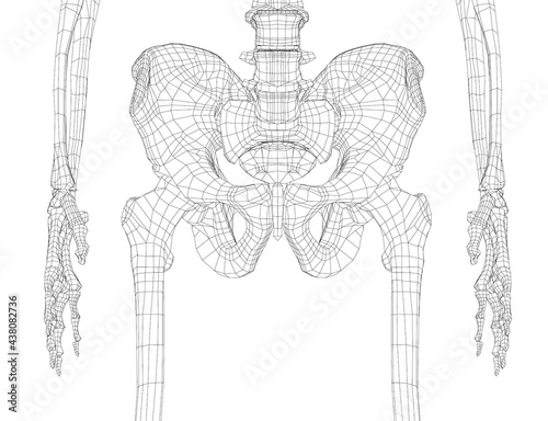 Skeleton of the human pelvis. Vector