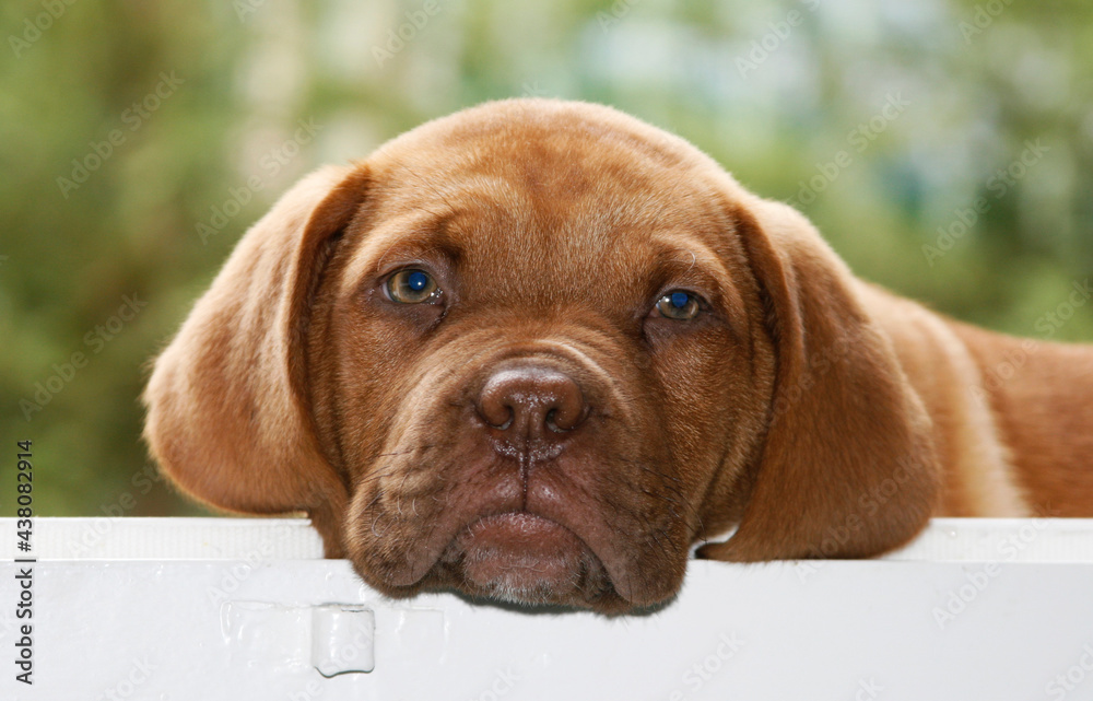 a cheerful and playful 2-month-old Dogue De Bordeaux puppy, beige, with a funny and guilty style. Hellas, Greece