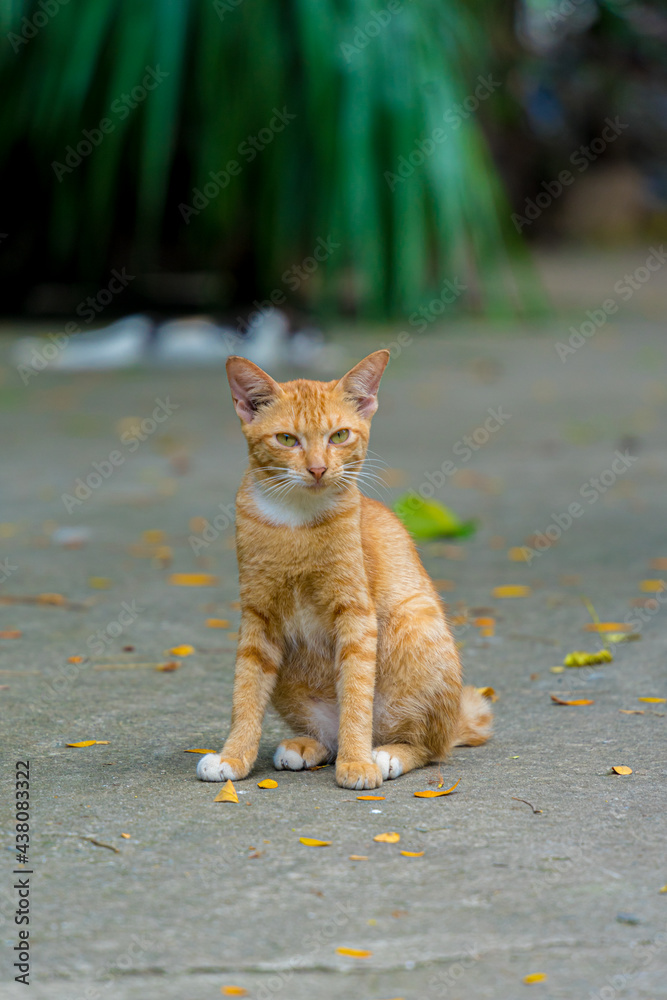 Portrait of asian cats in Vietnam. Animal and wildlife concept. Selective focus. Portrait of asian cats in Vietnam. Animal and wildlife concept. Selective focus.