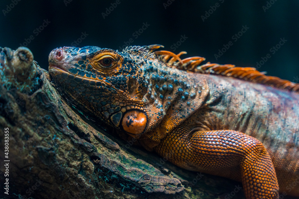 Green iguana. Iguana - also known as Common iguana or American iguana. Lizard families, look toward a bright eyes looking in the same direction as we find something new life. Selective focus