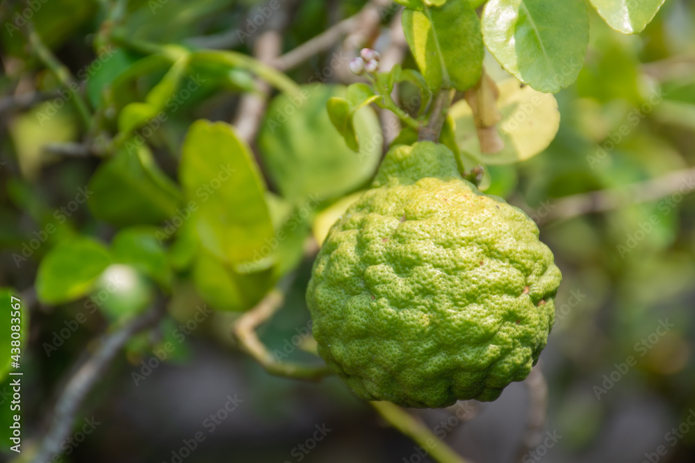 Fresh kaffir lime fruit on kaffir lime tree with bright sunlight bokeh background, beautiful. Fresh kaffir lime fruit on kaffir lime tree with bright sunlight bokeh background, beautiful.
