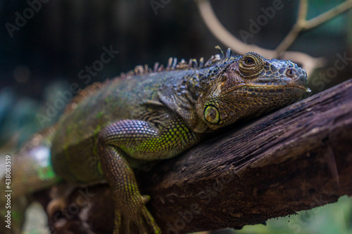 Green iguana. Iguana - also known as Common iguana or American iguana. Lizard families, look toward a bright eyes looking in the same direction as we find something new life. Selective focus