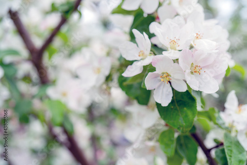 Blooming apple trees in spring. Apple tree branches with white flowers.