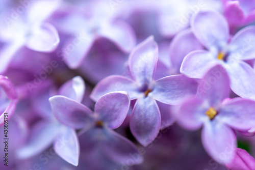 Beautiful blurred background of lilac flowers of lilac. Natural floral background. © sandipruel