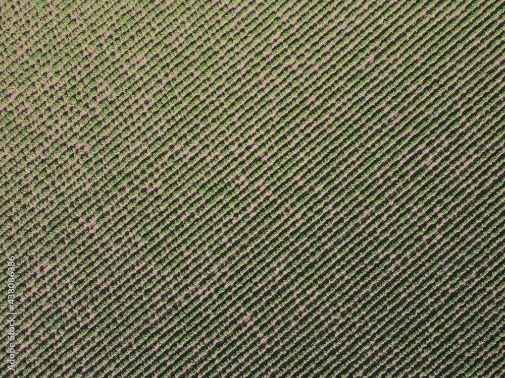 Kartoffelacker, Luftbild, senkrecht