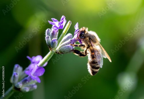 Bee flower photo