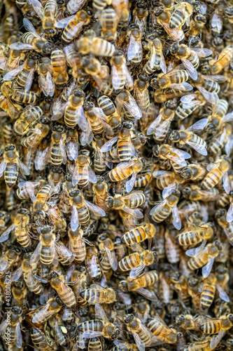 Swarm of bees