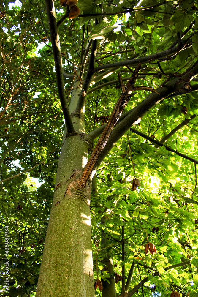 Green trees in leafy forest in Valencia Green trees in leafy forest in Valencia