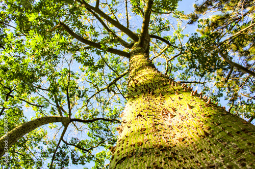 Colossal Ceiba speciosa trunk in Spain photo