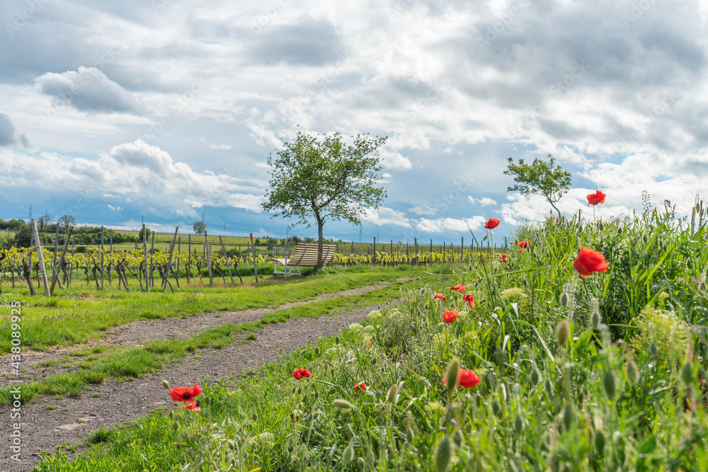 Frühling in Rheinhessen