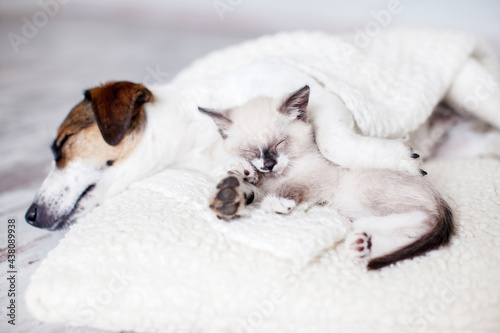 Dog and cat sleeping together © Tatyana Gladskih