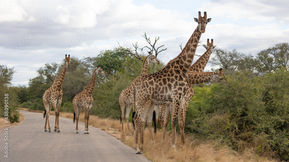 Fototapeta premium Group of giraffes in the road