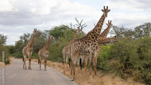 Group of giraffes in the road