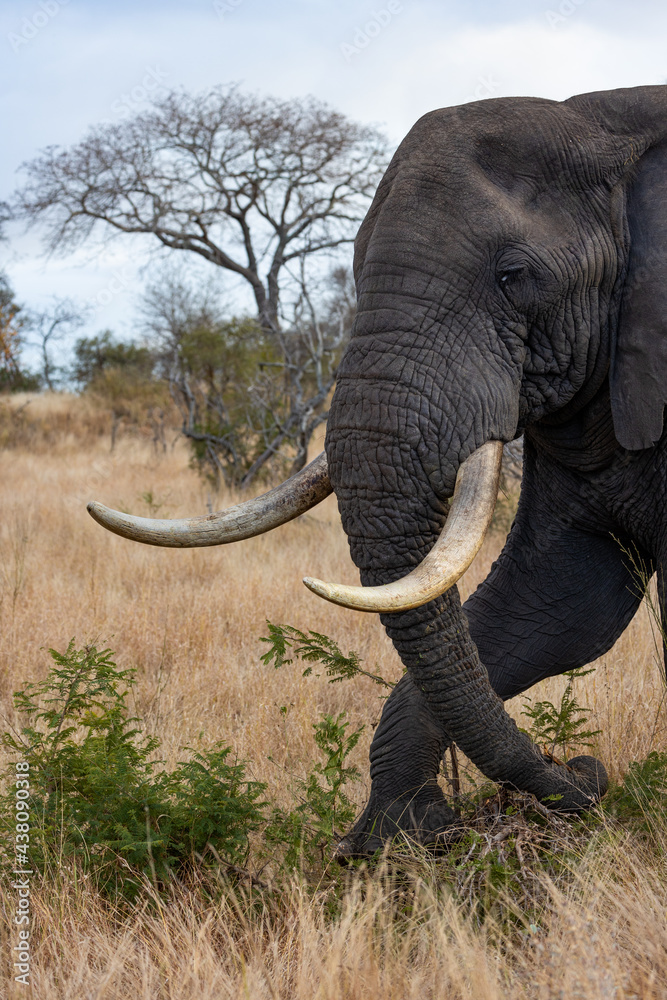 Obraz premium Big African elephant bull feeding