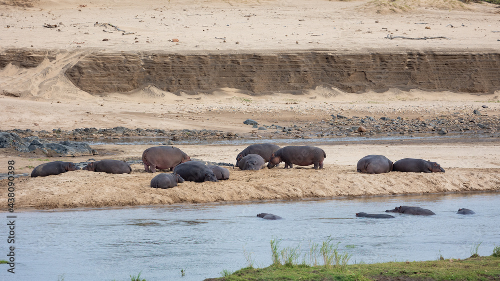 Fototapeta premium a large pod of hippos