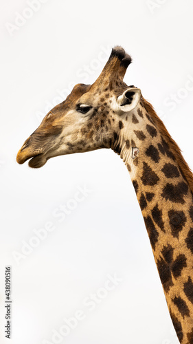 a giraffe face close up © Jurgens