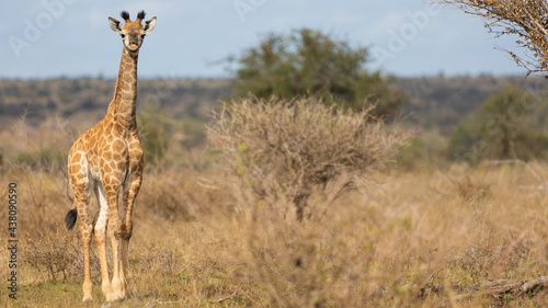 giraffe calf in the wild