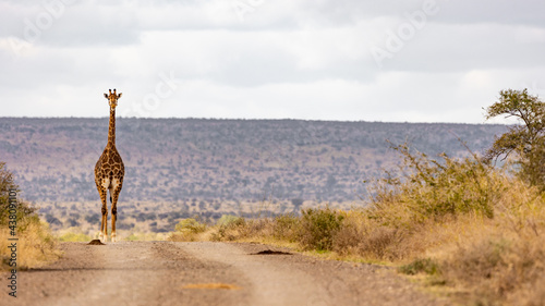tall giraffe in the road