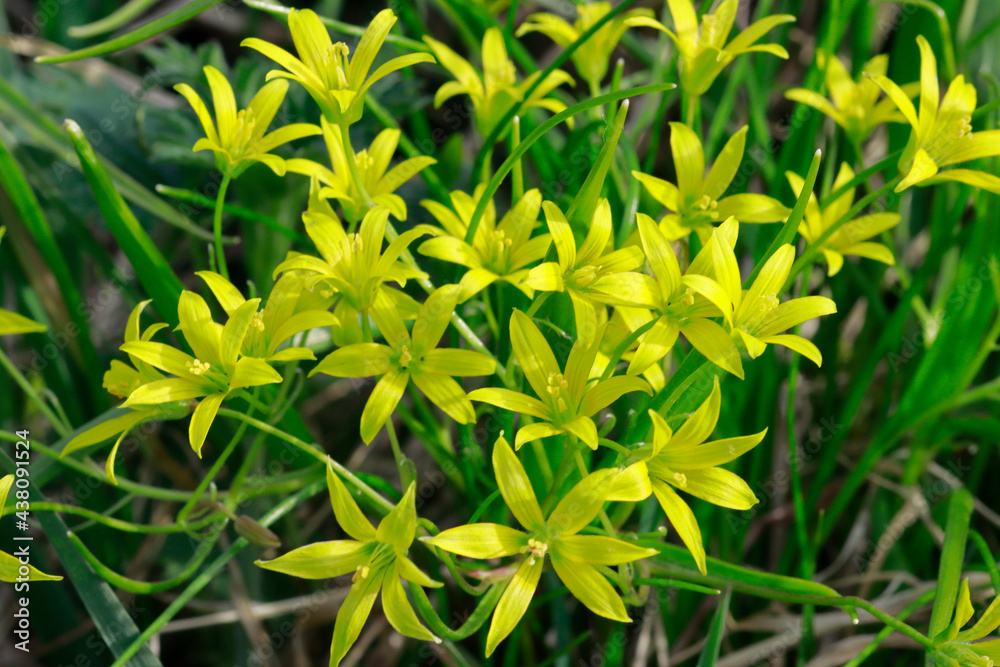 Small yellow wildflowers in the meadow photo. Small yellow wildflowers in the meadow photo.