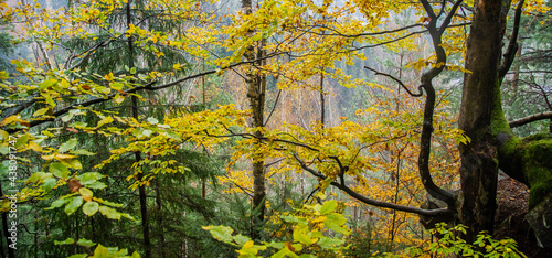 Forest with autumn leaves. Carpathian, Ukraine