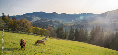 Autumn landscape in mountains. Carpathian  Ukraine