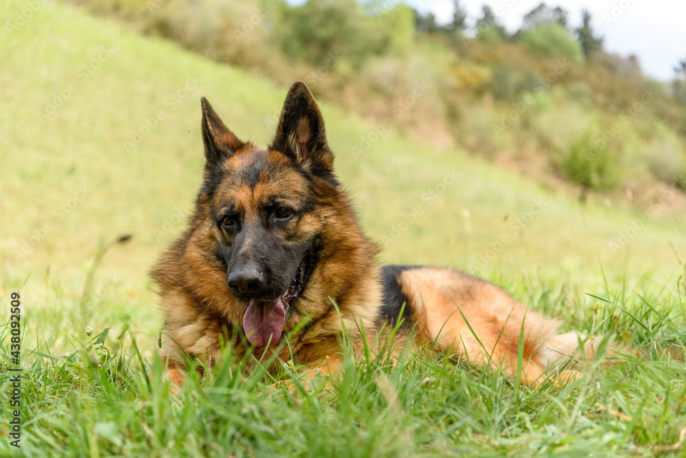 German grass dog lying in the grass with its mouth open, its tongue out, its ears pricked and looking at one side of the camera,while holding a stick in its hands