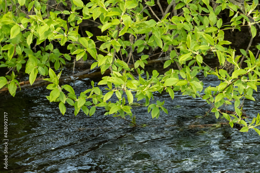 Branches with bright green leaves over the water are a beautiful landscape for relaxation. Branches with bright green leaves over the water are a beautiful landscape for relaxation.