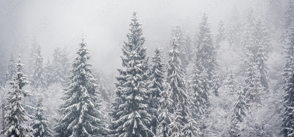 Winter landscape in mountains. Carpathian, Ukraine